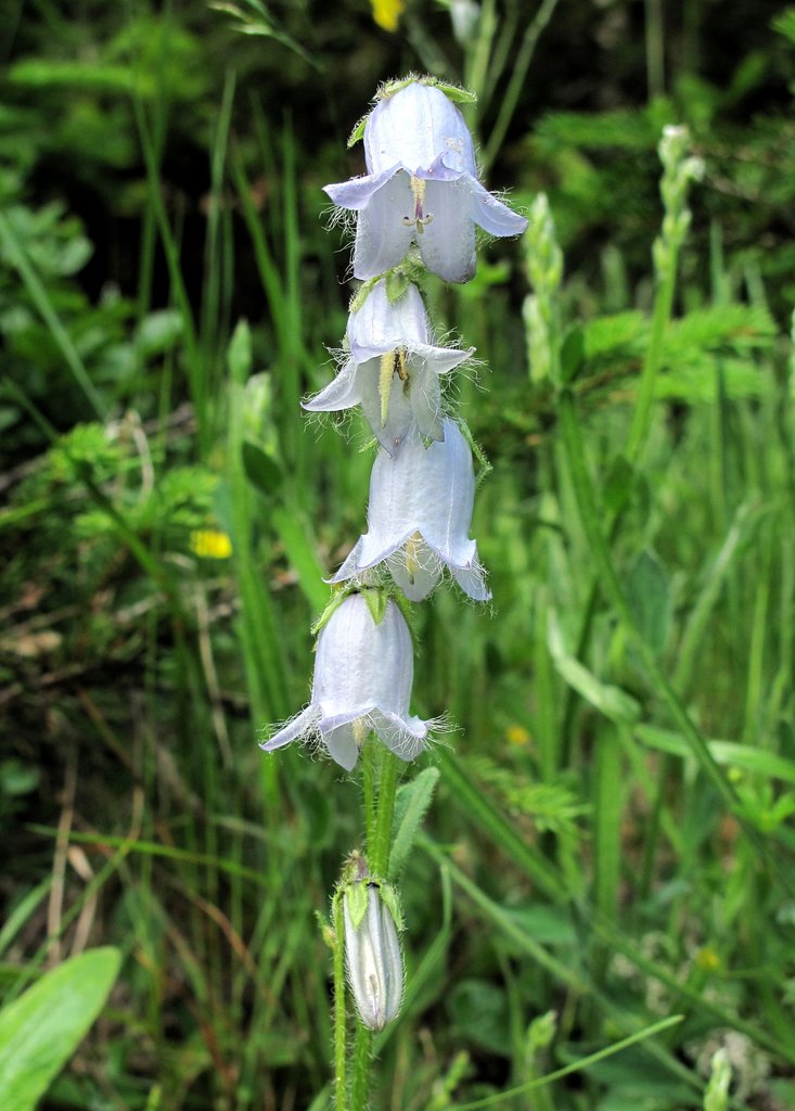 Campanula barbata